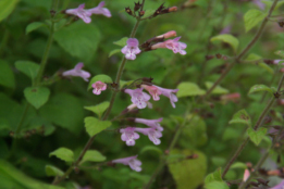 Clinopodium menthifoliumBergsteentijm bestellen